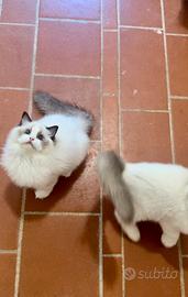 Ragdoll femmina riproduzione