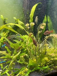 Piante acquario
