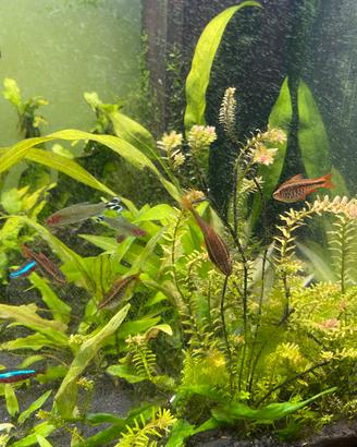 Piante acquario