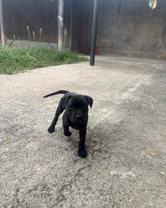 Staffy