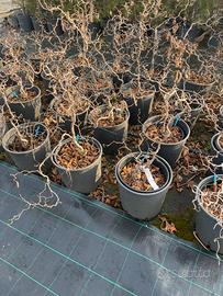 Nocciolo contorto in vaso da 15