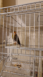 Ibrido con bordo occhi bianco