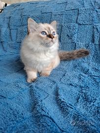 Ultimo gattino sacro di Birmania con pedigree