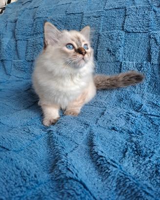 Ultimo gattino sacro di Birmania con pedigree