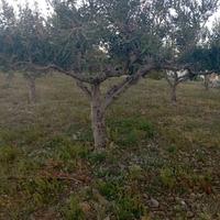 alberi ulivo 35 / 50 anni