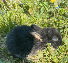 Coniglio Olandese Nano