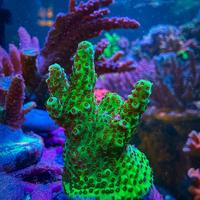 Talea di Acropora verde e viola