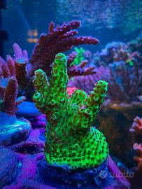Talea di Acropora verde e viola