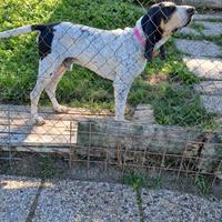 Cane da seguita su cinghiale