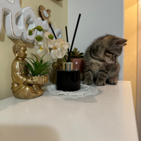 Gattini di due mesi mix British shorthair