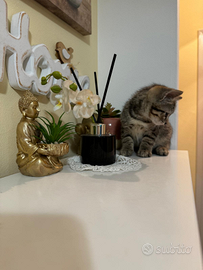 Gattini di due mesi mix British shorthair