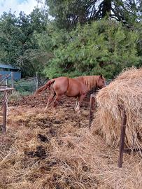 Cavallo