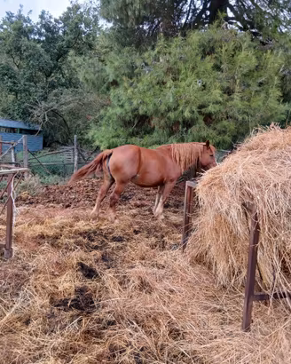 Cavallo