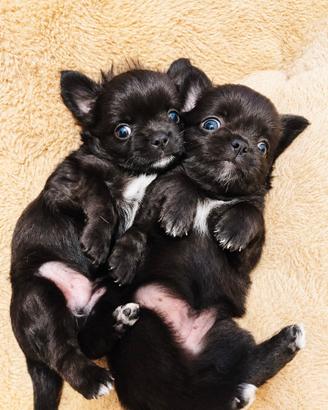 Chihuahua pelo lungo