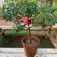 Pianta di cassia floribundia