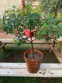 Pianta di cassia floribundia