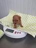 barboncino-toy-anche-a-trate-da-55
