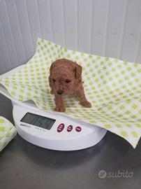 Barboncino toy anche a trate da 55