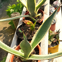 Pianta Agave americana variegata