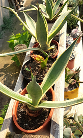 Pianta Agave americana variegata