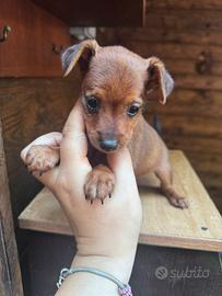 Pinscher toy