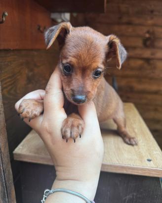 Pinscher toy