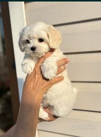 Maltese miny Toy coreano