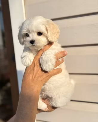 Maltese miny Toy coreano