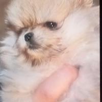 Cucciola di spitz tedesco nano