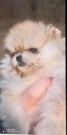 Cucciola di spitz tedesco nano