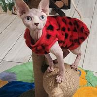 Sphynx cucciolo