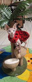 Sphynx cucciolo