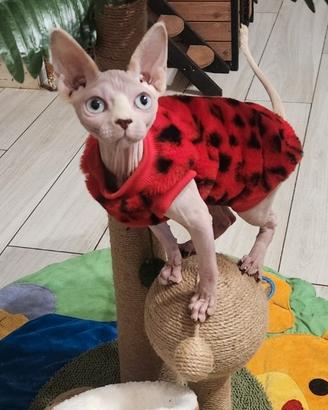 Sphynx cucciolo
