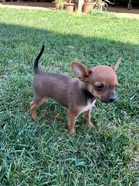 Cucciolo di Pinscher