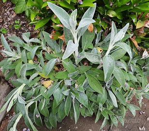 stachys byzantina lanata