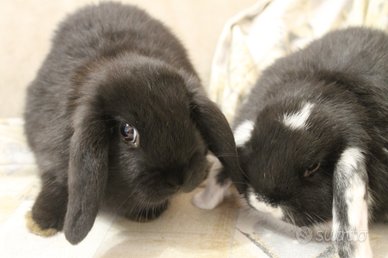 Ariete nano e testa di leone