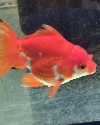 Oranda grandi