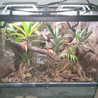 terrario naturalistico terratlantis e lugubris 
