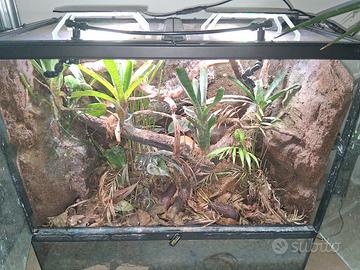 terrario naturalistico terratlantis e lugubris 