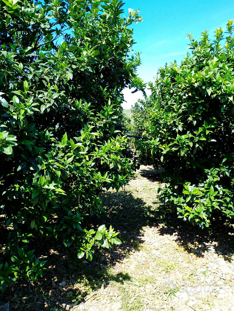 Terreno con arance e olive - Vista 6