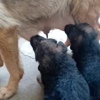 Dispoinibili cuccioli di pastore tedesco