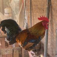 Splendido Gallo Marans (Nero Ramato)