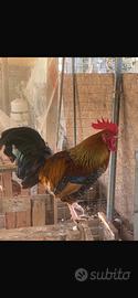 Splendido Gallo Marans (Nero Ramato)