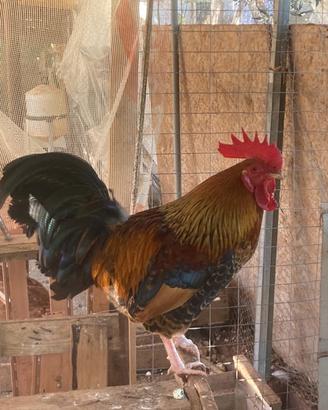 Splendido Gallo Marans (Nero Ramato)