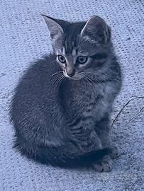 Gattina cucciola