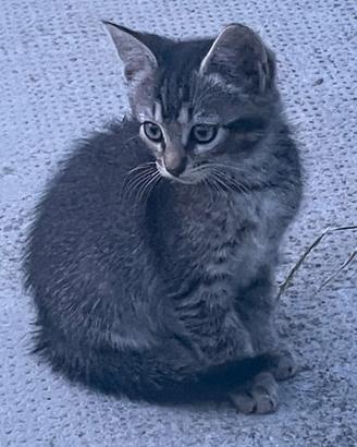 Gattina cucciola