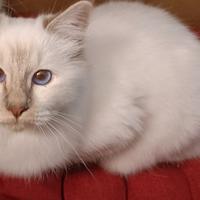 Gattina Sacro di Birmania