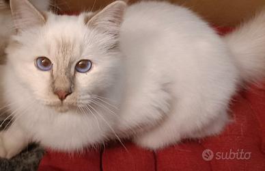 Gattina Sacro di Birmania