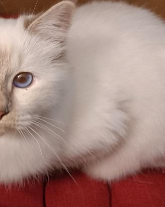 Gattina Sacro di Birmania