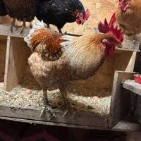 Gallo galline